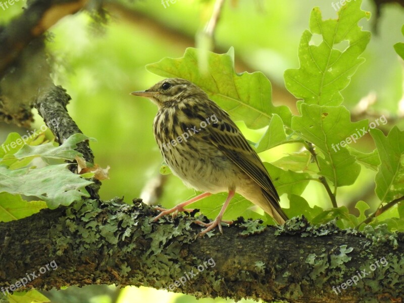 Tree Pipit Forest Bird Nature Tree