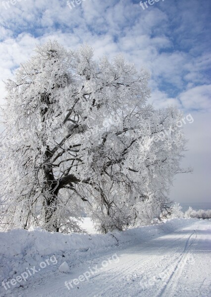 Winter Wood Snow Cold Nature