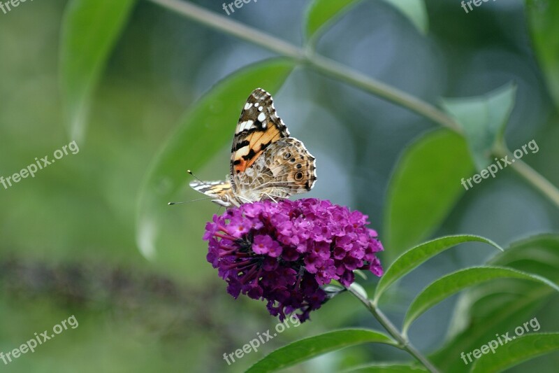 Butterfly Little Fox Blossom Bloom Buddleia