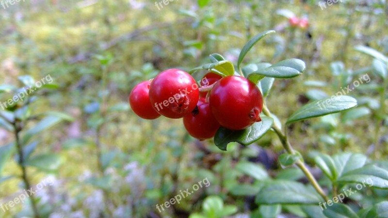 Berry Cranberries Red Ripe Autumn