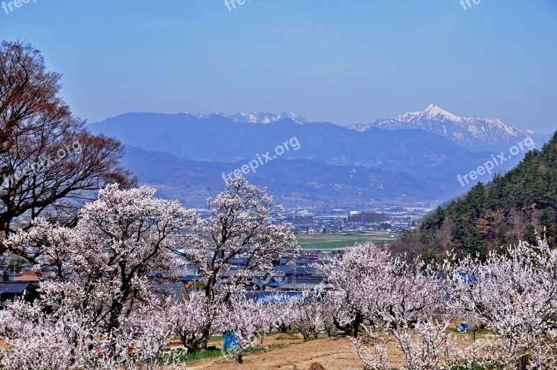 Anzu No Sato Flowers Northern Alps Landscape Mountain