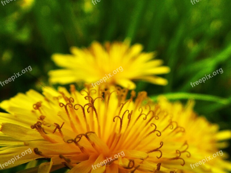 Dandelion Flower Micro Nature Plant