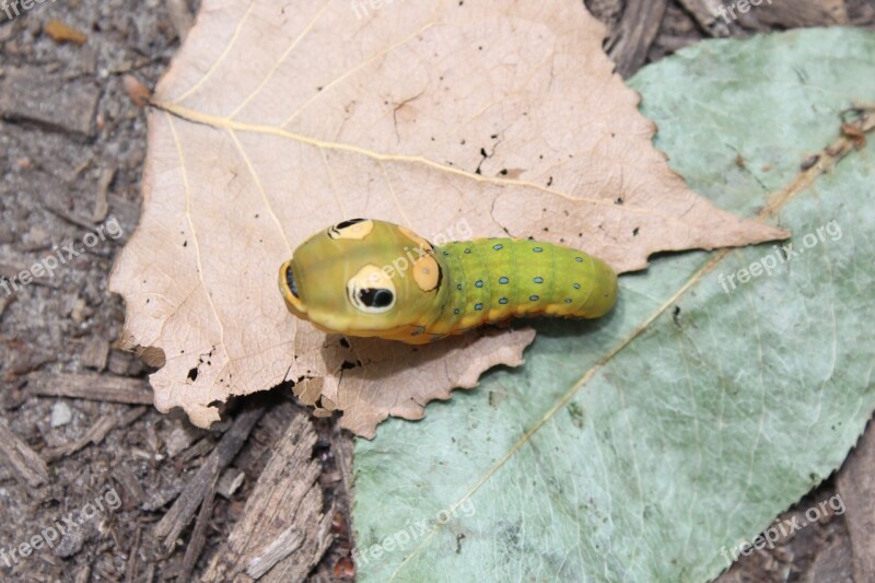 Caterpillar Swallowtail Butterfly Insect Animal