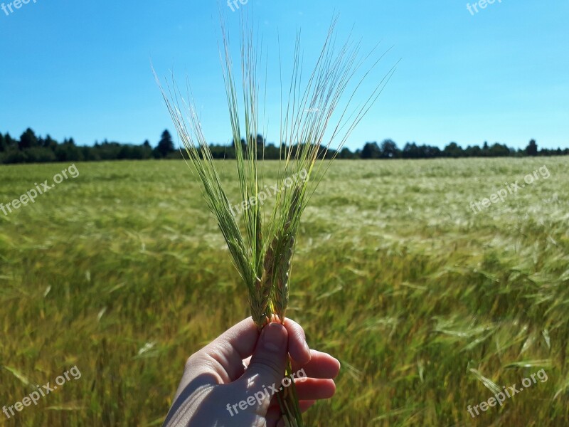 Summer Nature Field Wheat Fields