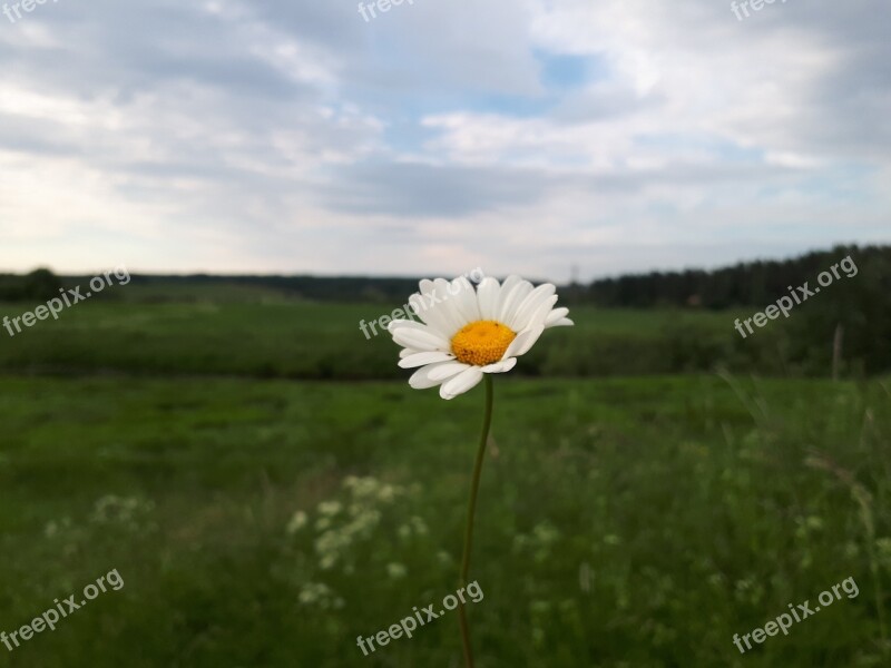 Summer Nature Flowers Flower Landscape