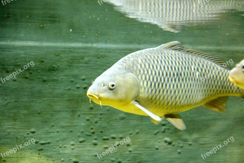 Carp Fish Underwater Animal River Fish