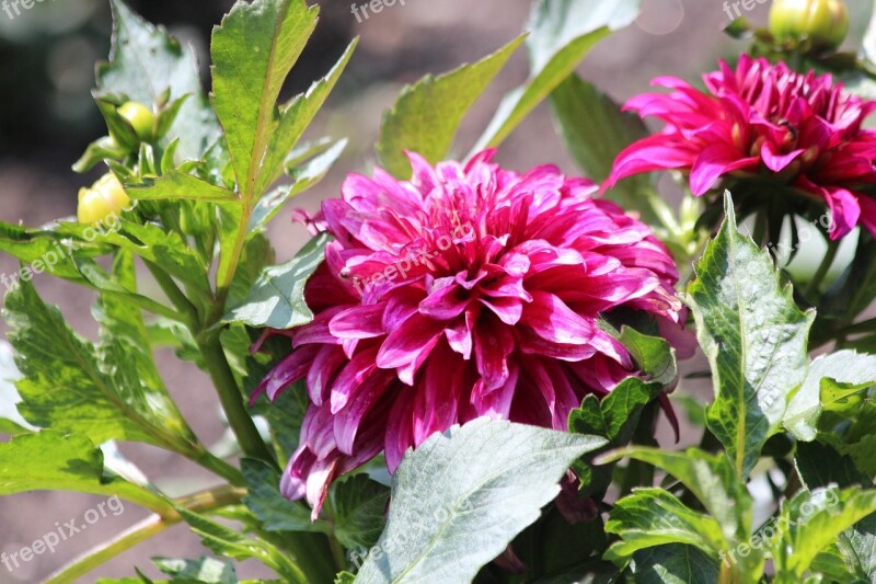 Dahlia Pink Flower The Buds Flower Garden Flower