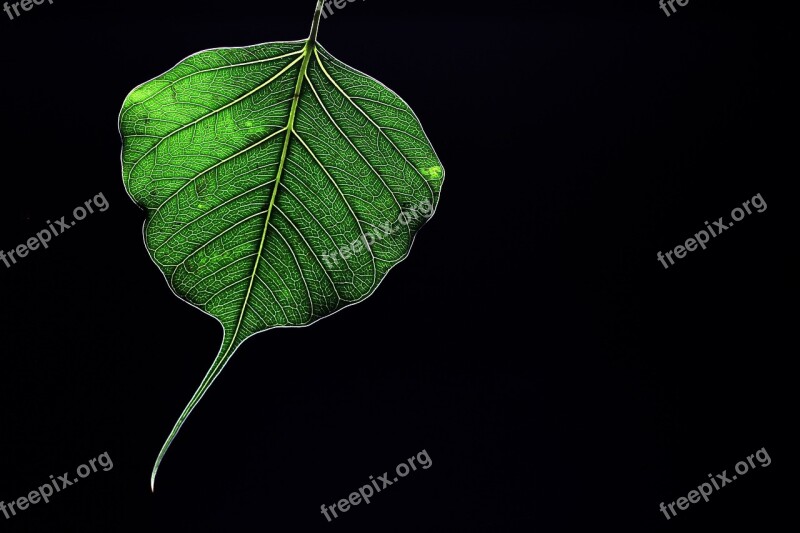 Peepal Leaf Green Sacred Fig Black