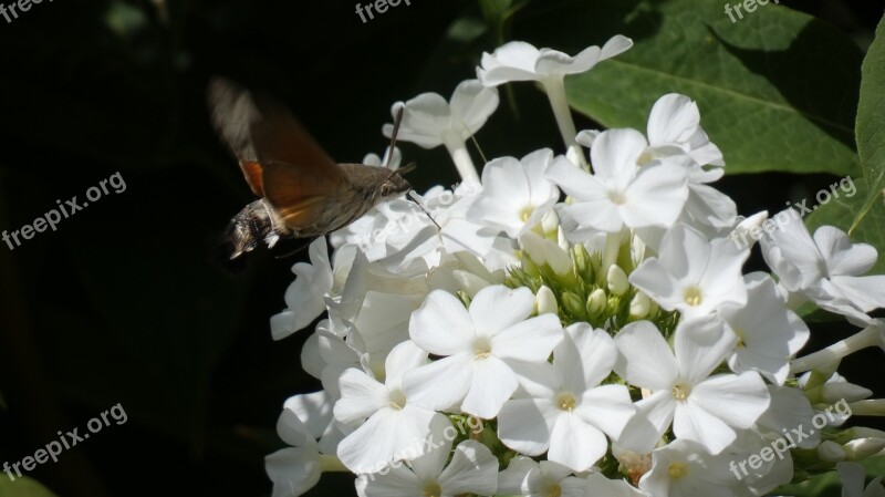 Hummingbird Hawk-moth Butterfly Phlox Garden Nature