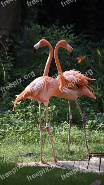 Birds Flamingo Red Free Photos