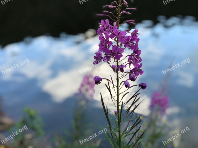 Flower Baden Baden Germany Nature Summer