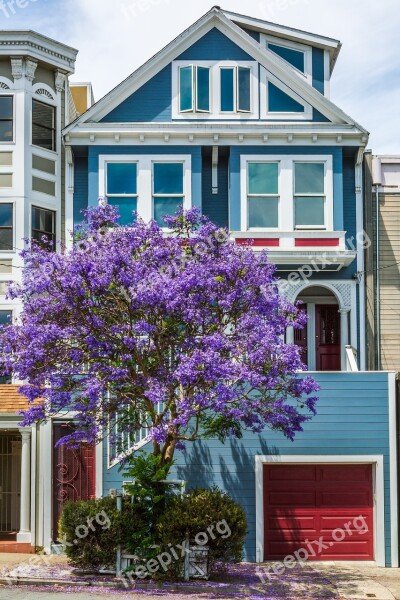 Tree San Francisco House Jacaranda Architecture