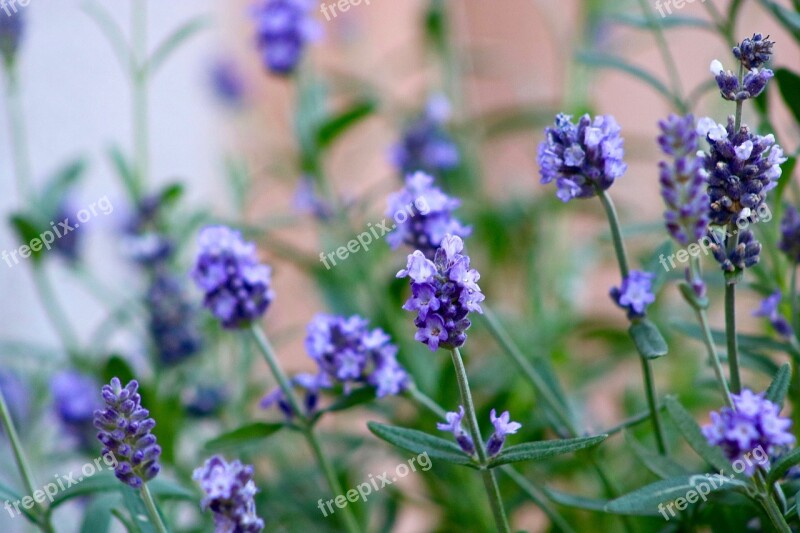 Lavender Summer Flowers Nature Purple