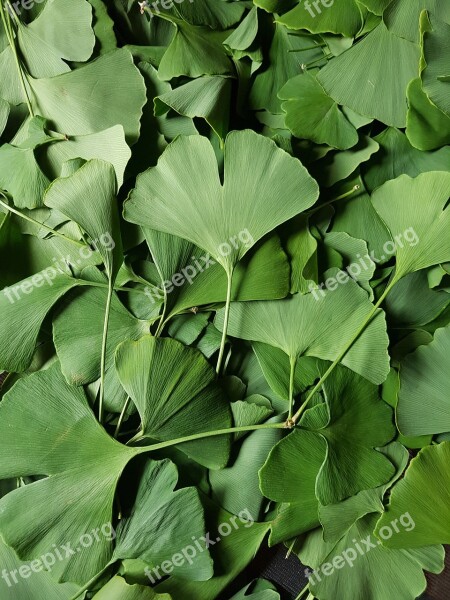 Gingko Green Leaves Nature Leaf