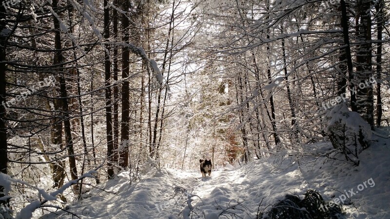 Mountain Dog Snow Winter Australian Shepherd