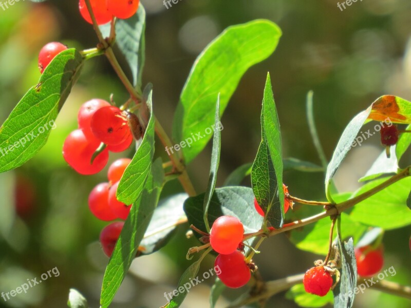 Plant Red Berry Red Nature Berries