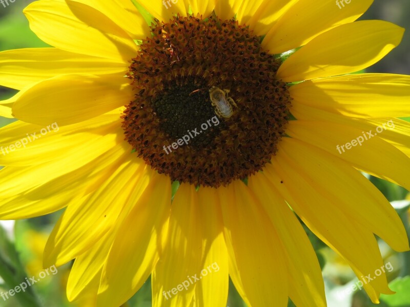 Sunflower Bumble Bee Flower Yellow Pollen