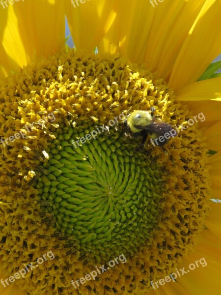 Sunflower Bumble Bee Flower Yellow Pollen