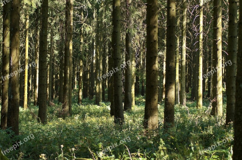 Forest Forest Floor Spruce Tree Insight