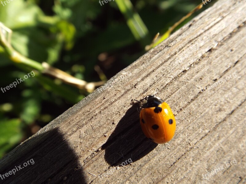 Ladybug Beetle Macro Wood Coleoptera