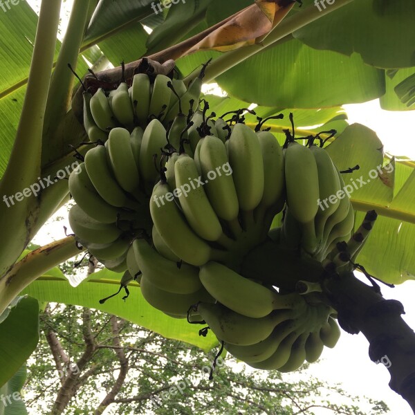 Banana Tree Fruit Food Bananas