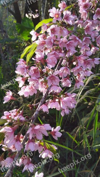 Peach Tree Tree Flower Peach Flora