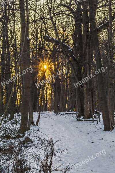 Woods Dark Sunset Rays Golden Hour