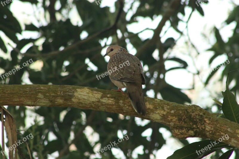 Dove Mango Tree Wood Nature Tree