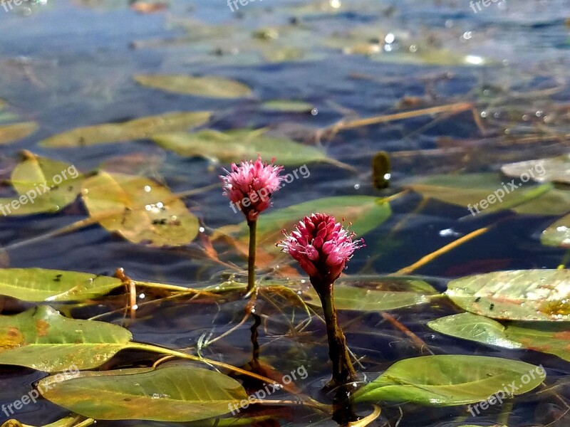 Waterlily Lily Pad Lily Lake Nature