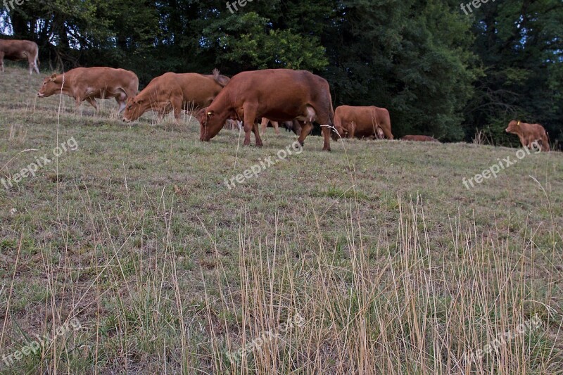 Drought Cow Cow Herd Pasture Heat