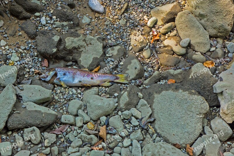 Drought Lack Of Water Heat Fish Dead Fish