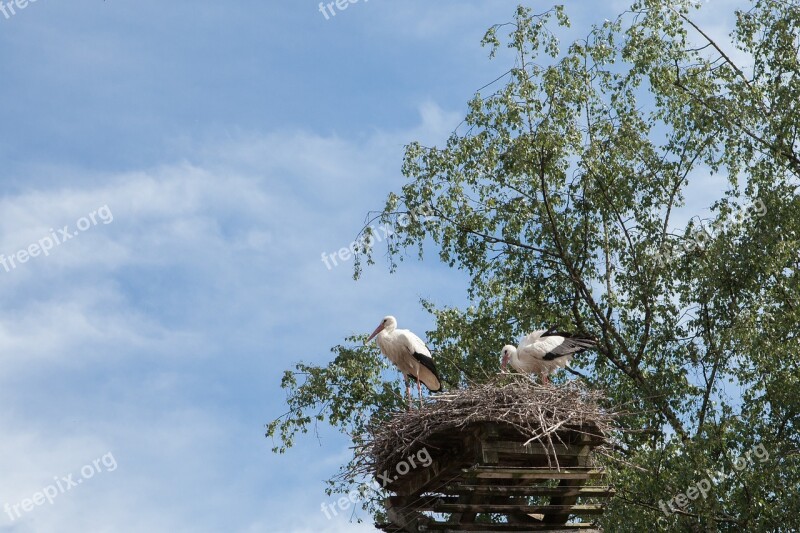 Nest Stork Bird Storchennest Pair