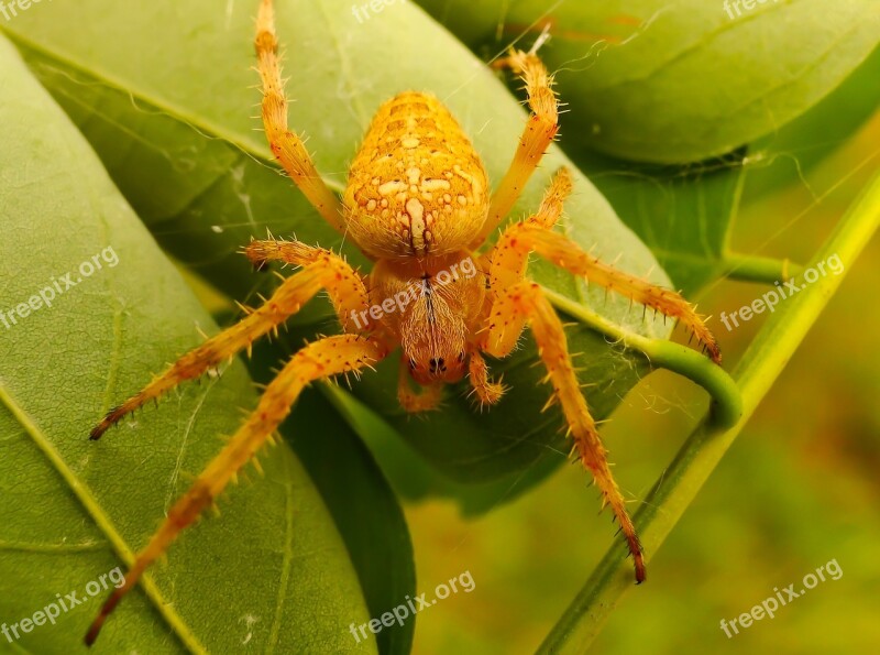 Crusader Garden Female Arachnids Insect Animals