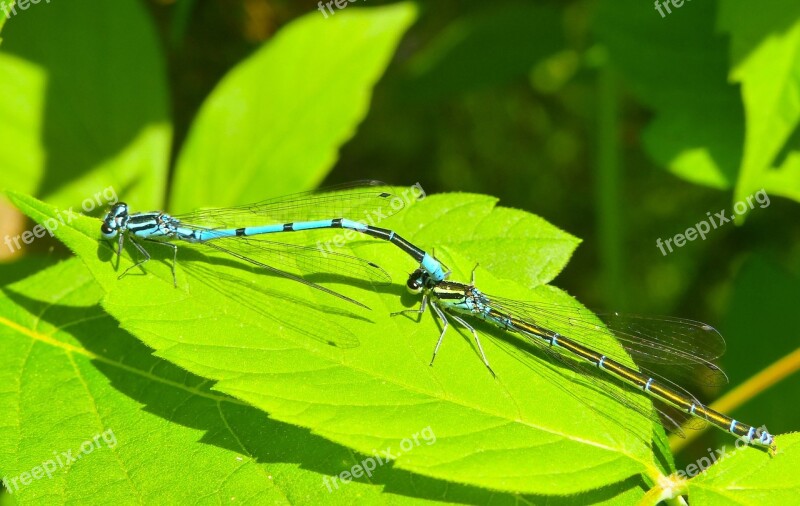 Lanka Girl Insects Dragonflies Równoskrzydłe Copulation Animals