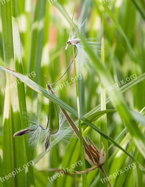 Zebra Grass Grasses Plant Nature Summer