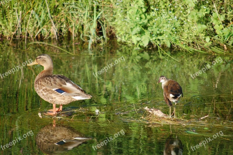 Water Birds Nature Fauna Feathers Water