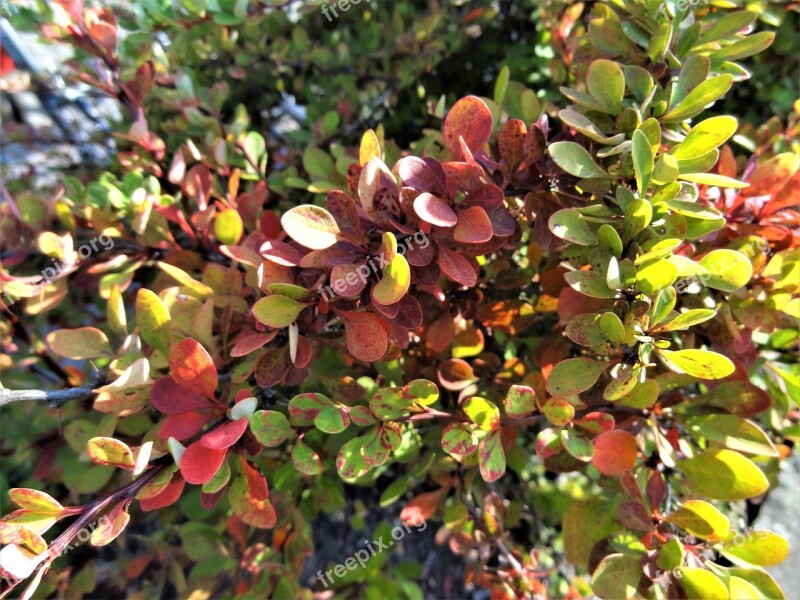 The Beauty Of Nature Nature Plants Shrubs Summer