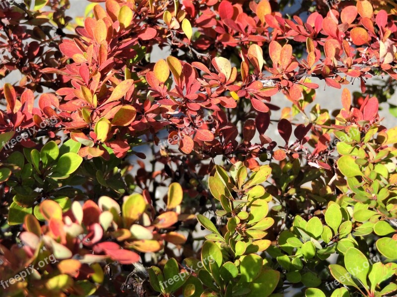 The Beauty Of Nature Nature Plants Shrubs Summer