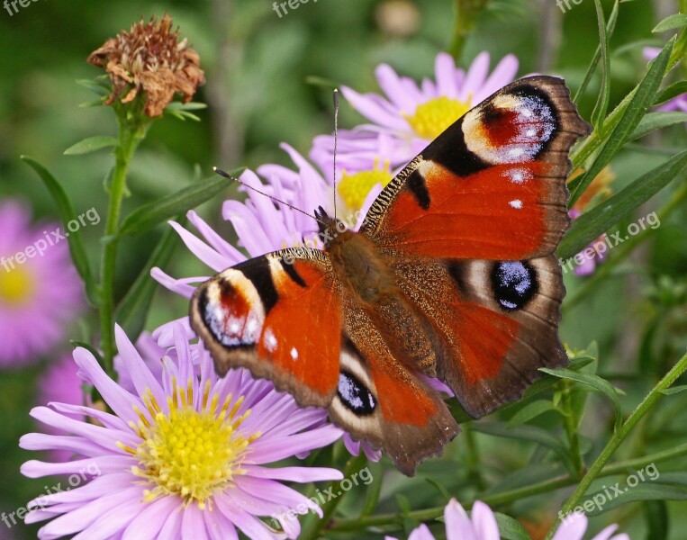 Peacock Butterfly Butterfly Flowers Nectar Insect