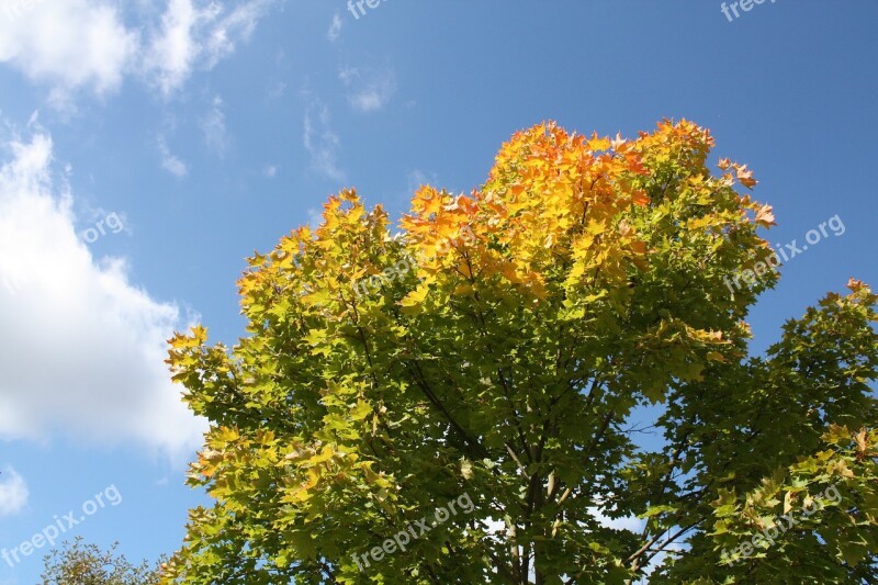 Leaves In The Fall Of Colorful Nature Color