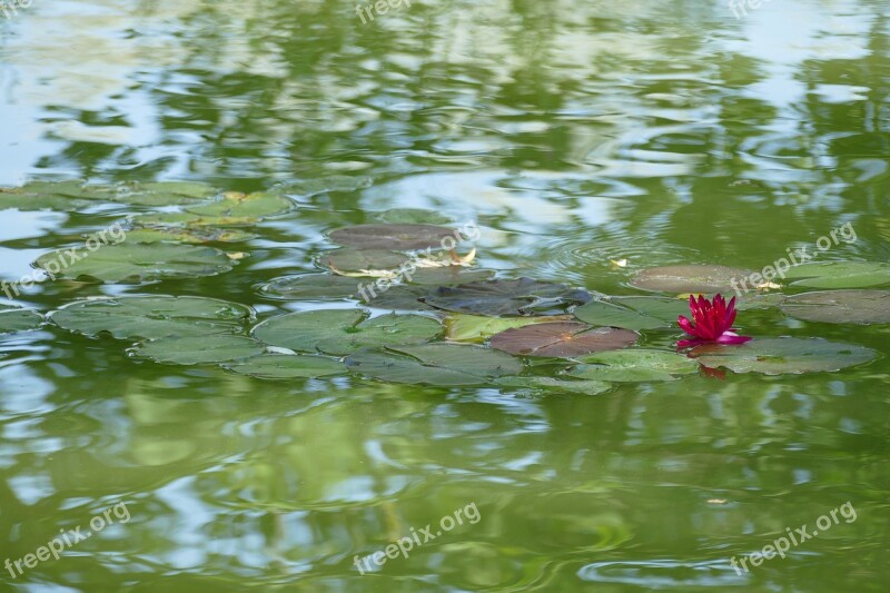 Flower Water Lily Nature Plant Aquatic Plant