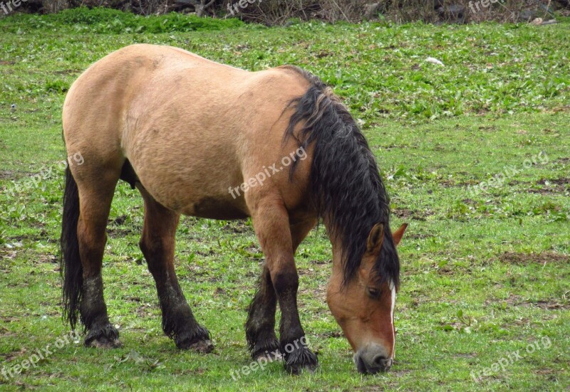 Horse Nature Andorra Horses Animals