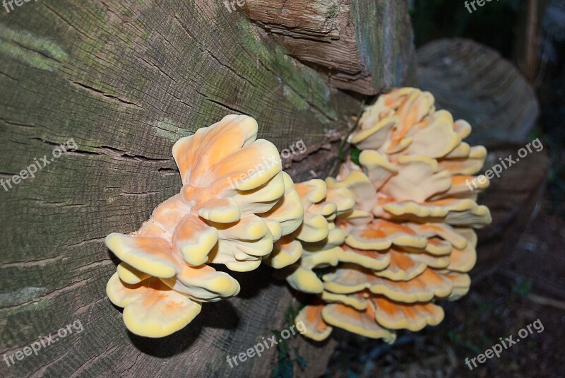 Agaric Fungi Tree Trunk Nature Forest