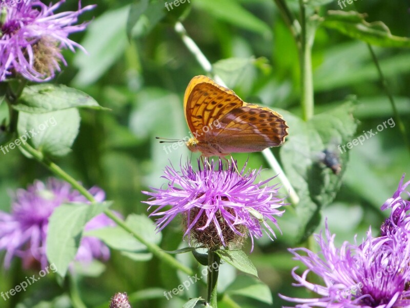 Thistle Butterfly Insect Close Up Thistle Flower