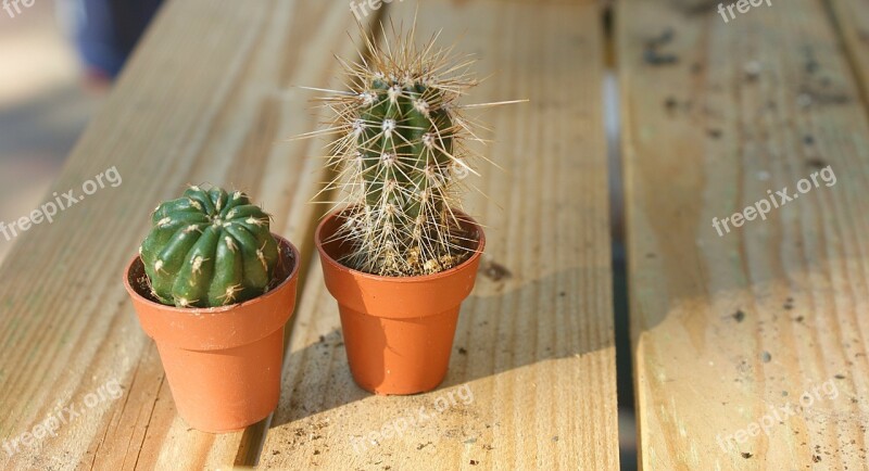 Cactus Plant Plants Flower Thorns