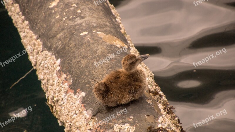 Duckling Duck Chick Cute Small