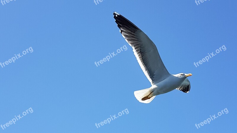 Seagull Sky Blue Flying Bird