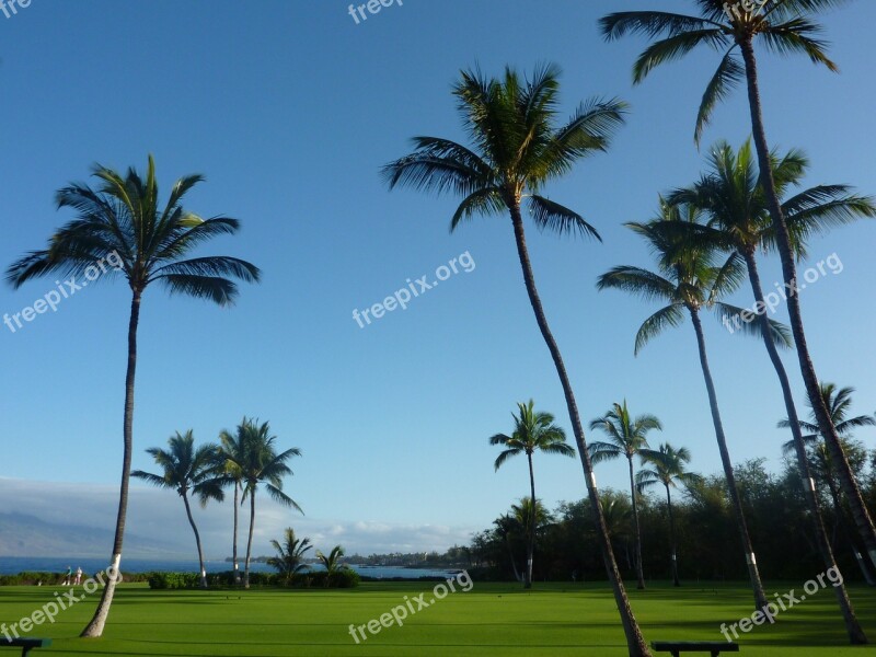 Palm Trees Maui Hawaii Free Photos