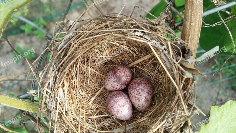 Bird Bird Eggs Eggs Cute Free Photos