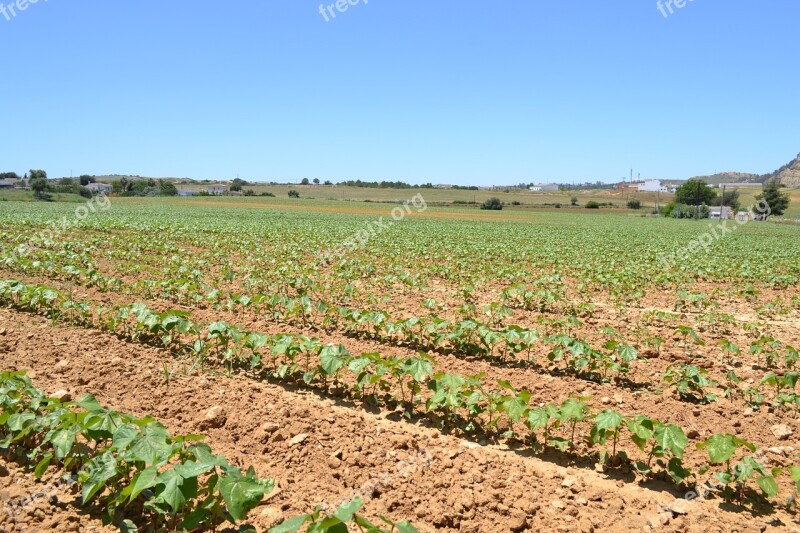 Plants Cotton Cultivation Free Photos